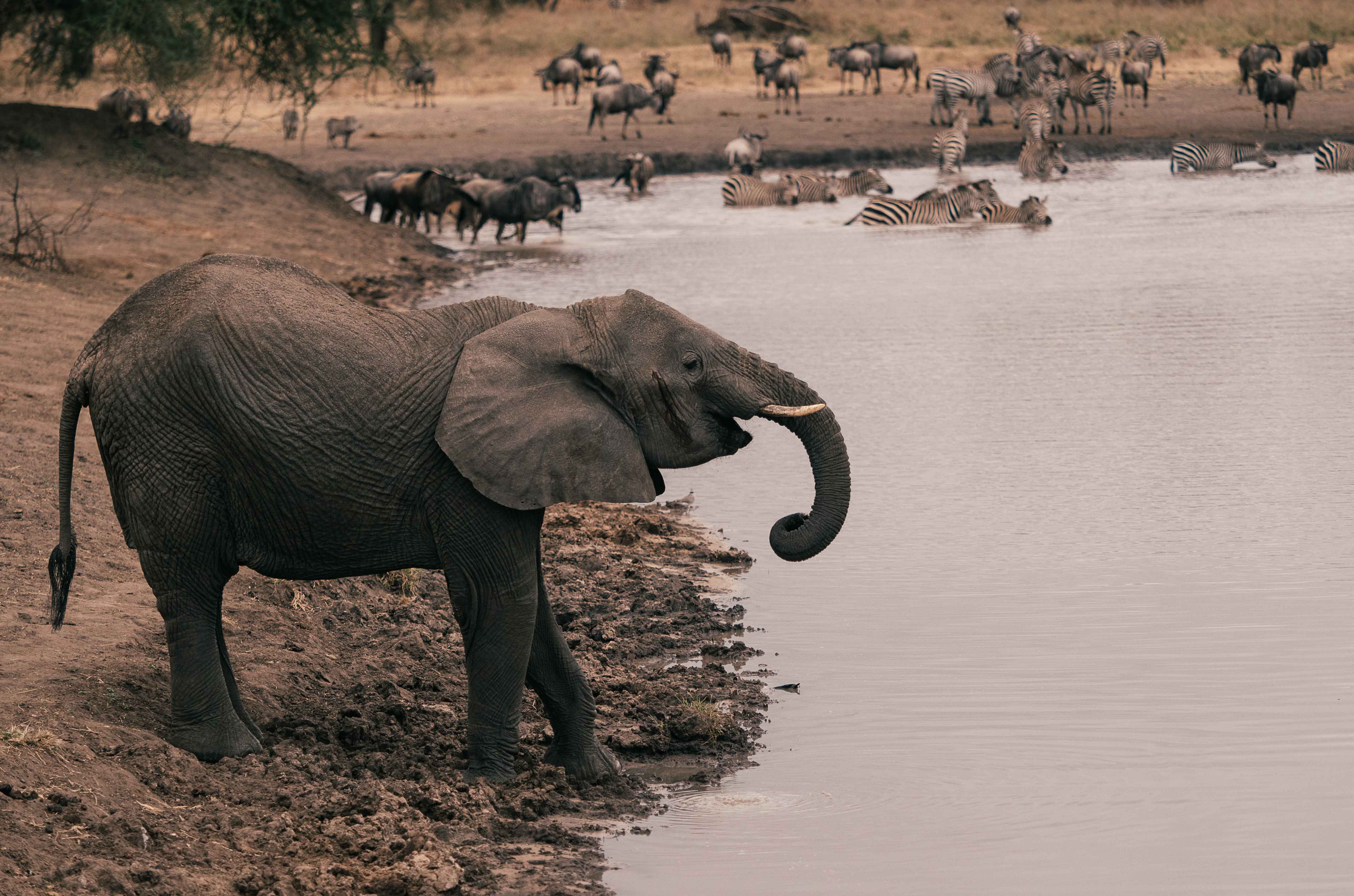 Tarangire